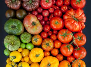Tomatoes, multi-colored wallpaper thumb