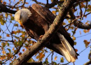 Bald eagle, bird, predator wallpaper thumb