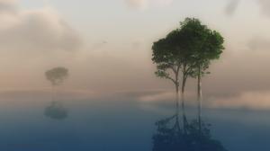 Fog Tree Reflection  Best Desktop Images wallpaper thumb