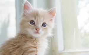 Cute kitten close-up, cat's whiskers, eyes, facial expressions wallpaper thumb