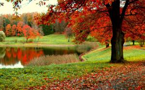 Autumn Forest Pond wallpaper thumb