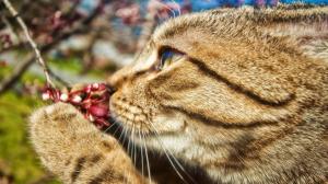 Cat Smelling Flower wallpaper thumb