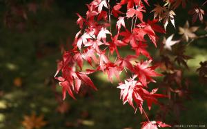 Red Japanese Maple Leaves wallpaper thumb