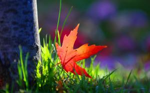 One red maple leaf, grass, sunshine wallpaper thumb