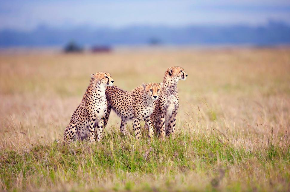 Cheetahs wallpaper,wildlife HD wallpaper,savanna HD wallpaper,cheetah HD wallpaper,animals HD wallpaper,2560x1700 wallpaper