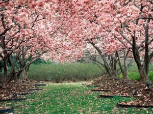 spring, garden, flowering, trees, pink wallpaper thumb