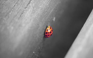 Macro, Depth of Field, Ladybugs, Animals, Wood wallpaper thumb