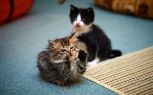 2 Cute Kitties wallpaper thumb