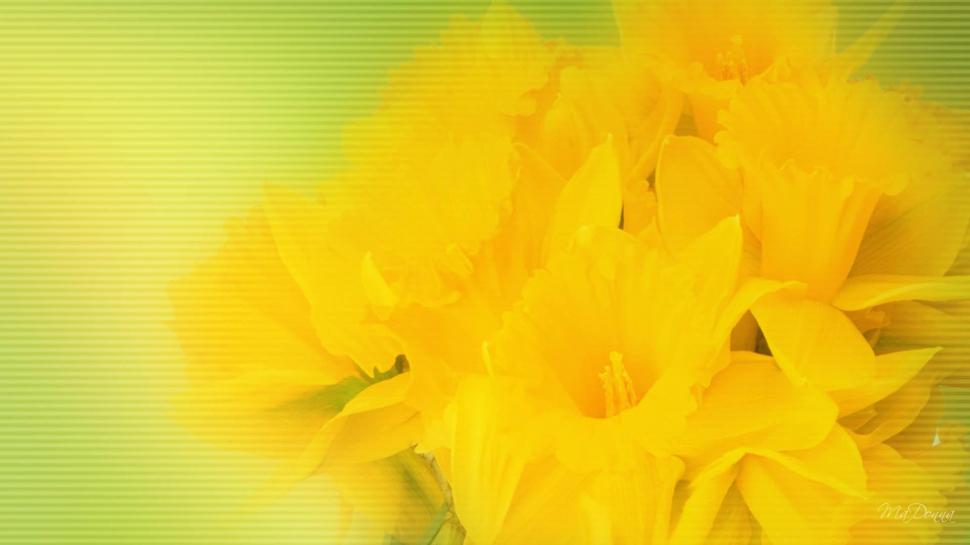 Daffodil Surprise wallpaper,spring HD wallpaper,firefox persona HD wallpaper,yellow HD wallpaper,fresh HD wallpaper,daffodil HD wallpaper,green HD wallpaper,flowers HD wallpaper,3d & abstract HD wallpaper,1920x1080 wallpaper