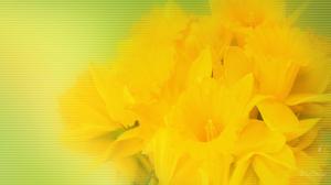 Daffodil Surprise wallpaper thumb