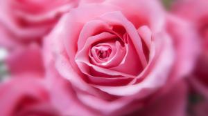 Pink Rose wallpaper thumb