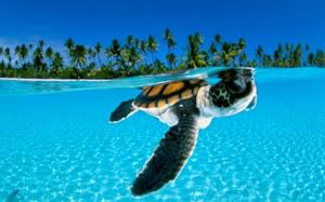 Animals, Turtle, Green, Palm Tree, Sea, Seawater, Blurred wallpaper thumb