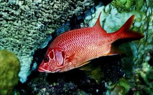 Red Fish wallpaper thumb