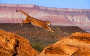 Puma, cougar, mountain lion, jump wallpaper thumb