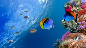 underwater, nature, fishs, sea, Bright wallpaper thumb