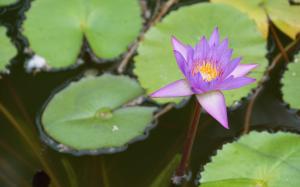 Purple water lily close-up, pond wallpaper thumb