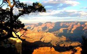 Grand Canyon Tree Landscape Canyon Desert HD wallpaper thumb