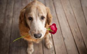 Dog Carrying Rose Love Puppy Pet Widescreen Resolutions wallpaper thumb