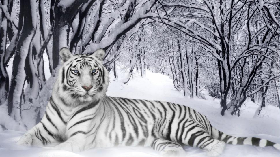 White Tiger Snow wallpaper,snow HD wallpaper,white tiger HD wallpaper,1920x1080 wallpaper