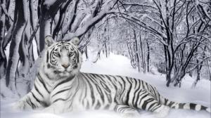 White Tiger Snow wallpaper thumb