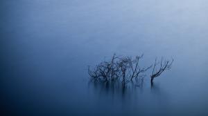 Lake, Branch, Minimalism, Blurred, Blue wallpaper thumb