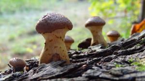 Autumn Mushrooms wallpaper thumb