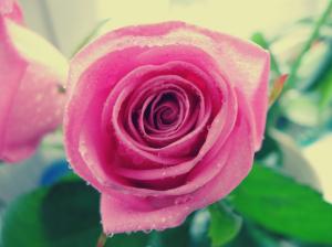 Beauty Rose wallpaper thumb