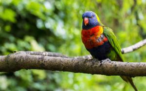 Multi lorikeet, bird, parrot, colorful, branch, tree wallpaper thumb