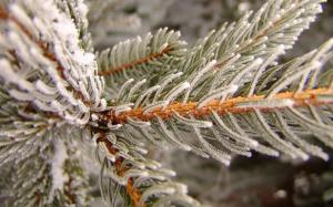 Snowy pine wallpaper thumb