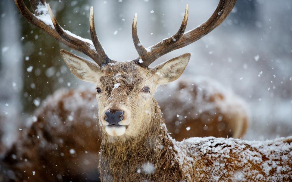 Deer on snow wallpaper,deer HD wallpaper,horns HD wallpaper,snow HD wallpaper,HD Wallpapers HD wallpaper,animals HD wallpaper,2880x1800 wallpaper
