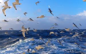 Many birds, seagulls, blue sea, ocean, water, waves wallpaper thumb