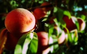 Blurry Peaches wallpaper thumb