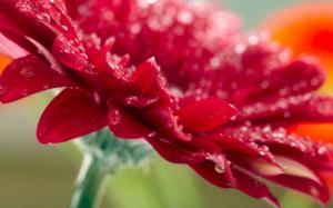 Gerbera red flower close-up wallpaper thumb