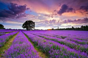 United Kingdom, Lavender field wallpaper thumb