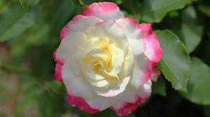 Rose petals, close-up photos, flowers, desktop wallpaper thumb