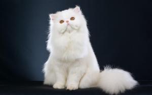White Persian Cat Kitten Free Background wallpaper thumb