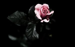 Rose Flower HD wallpaper thumb