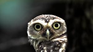 Surprised Owl wallpaper thumb