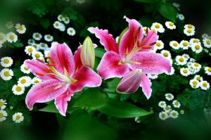 Spring & Easter Lilies wallpaper thumb