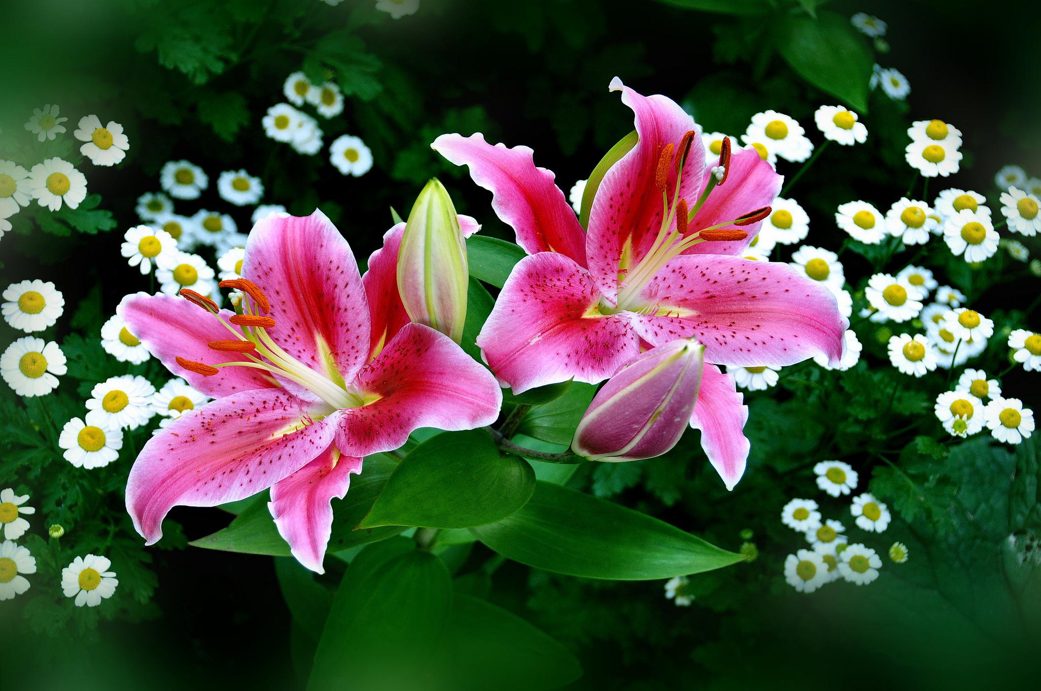 Spring & Easter Lilies wallpaper | nature and landscape | Wallpaper Better