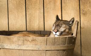 Cougar Mountain Lion Sleep HD wallpaper thumb