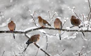 Five birds, mourning doves, twigs, snow, winter, Nova Scotia, Canada wallpaper thumb
