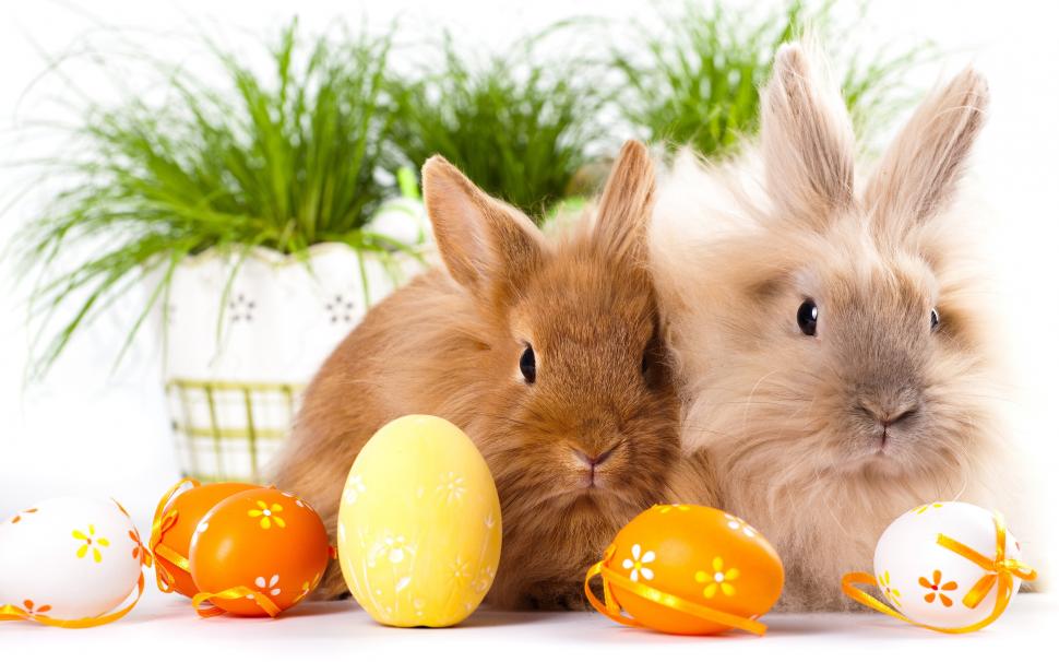 Easter Bunnys With Eggs wallpaper,eggs HD wallpaper,with HD wallpaper,bunnys HD wallpaper,easter HD wallpaper,2880x1800 wallpaper