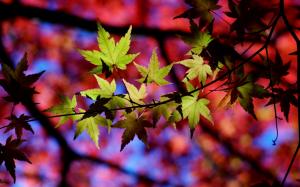 Autumn, tree, twigs, leaves, light wallpaper thumb