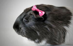 guinea pig, rodent, bow, fluffy wallpaper thumb