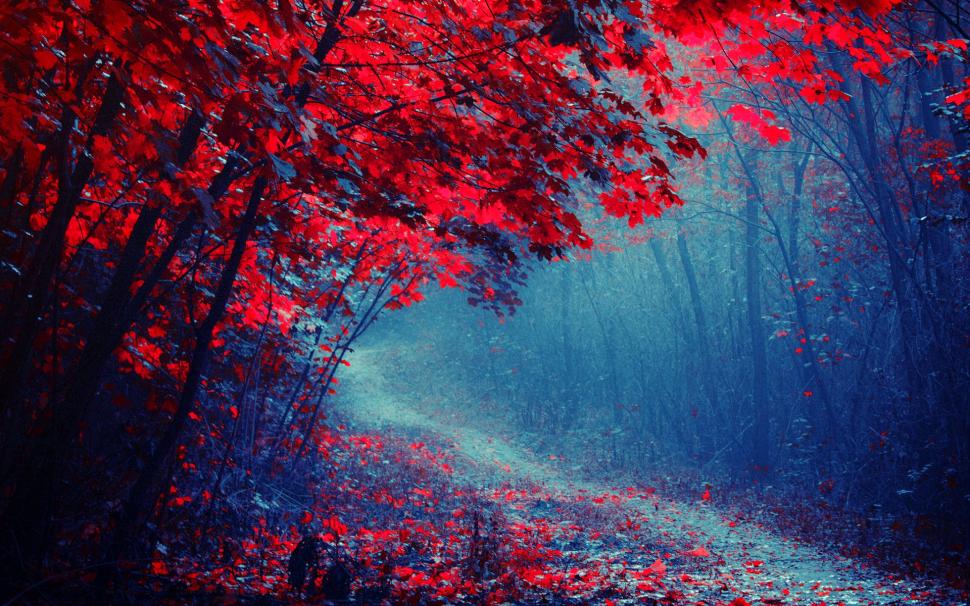 Red leaves forest, road, trees, autumn, mist, trail wallpaper,Red HD wallpaper,Leaves HD wallpaper,Forest HD wallpaper,Road HD wallpaper,Trees HD wallpaper,Autumn HD wallpaper,Mist HD wallpaper,Trail HD wallpaper,1920x1200 wallpaper