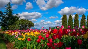 Many flowers, tulips, field, trees, sky, clouds wallpaper thumb