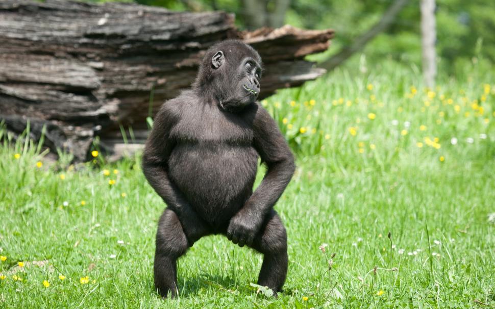 Gorilla Ape Monkey Dance HD wallpaper | animals | Wallpaper Better