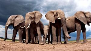 Animals, Nature, Elephants, Landscape, Sand, Clouds, Baby Animals wallpaper thumb