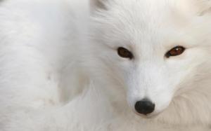 White Fox wallpaper thumb